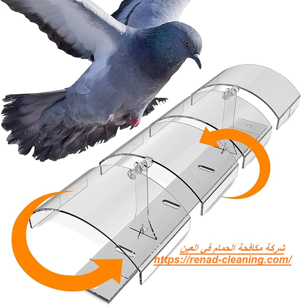 شركة مكافحة الحمام في العين