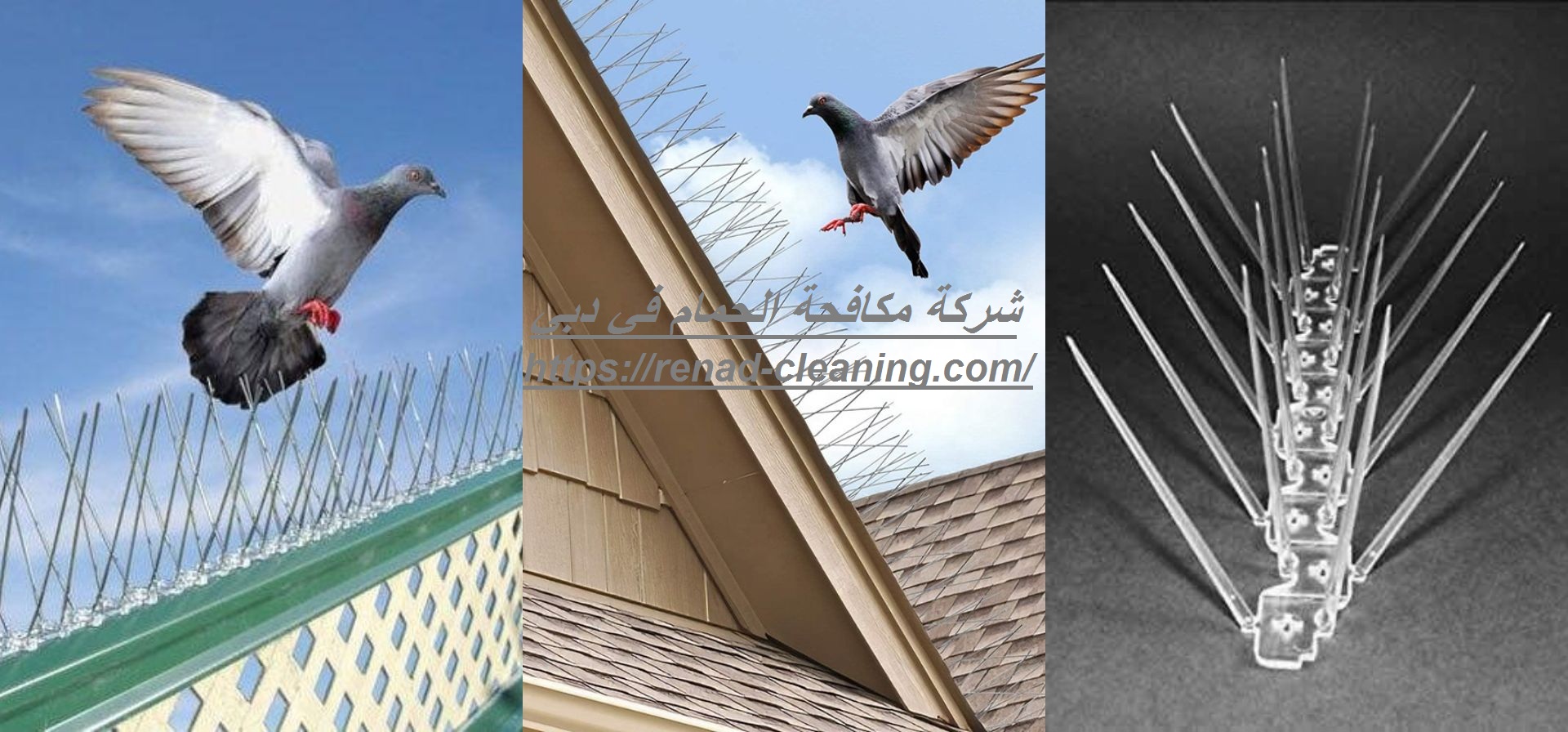 شركة مكافحة الحمام في دبي