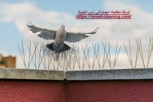 شركة مكافحة الحمام في رأس الخيمة 