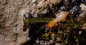 شركة مكافحة الرمة في الفجيرة