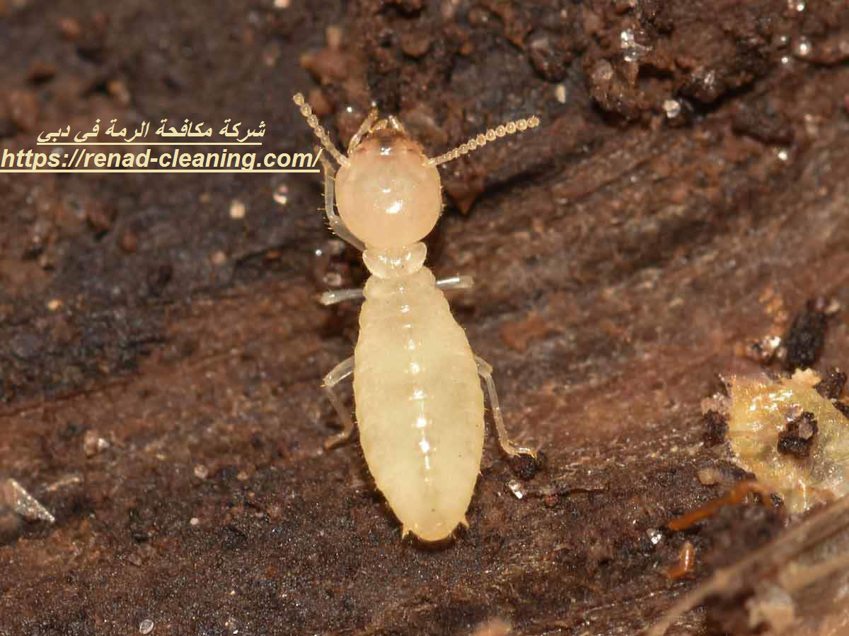 شركة مكافحة الرمة في دبي