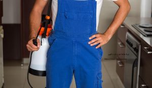 شركة مكافحة حشرات في ام القيوين