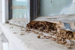 شركه مكافحه الرمه في ام القيوين