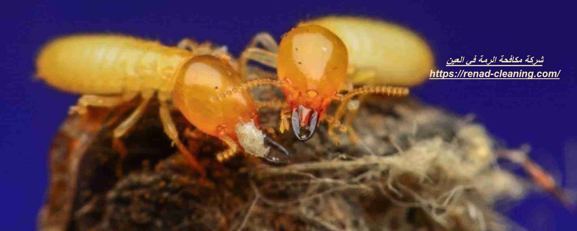شركة مكافحة الرمة في العين