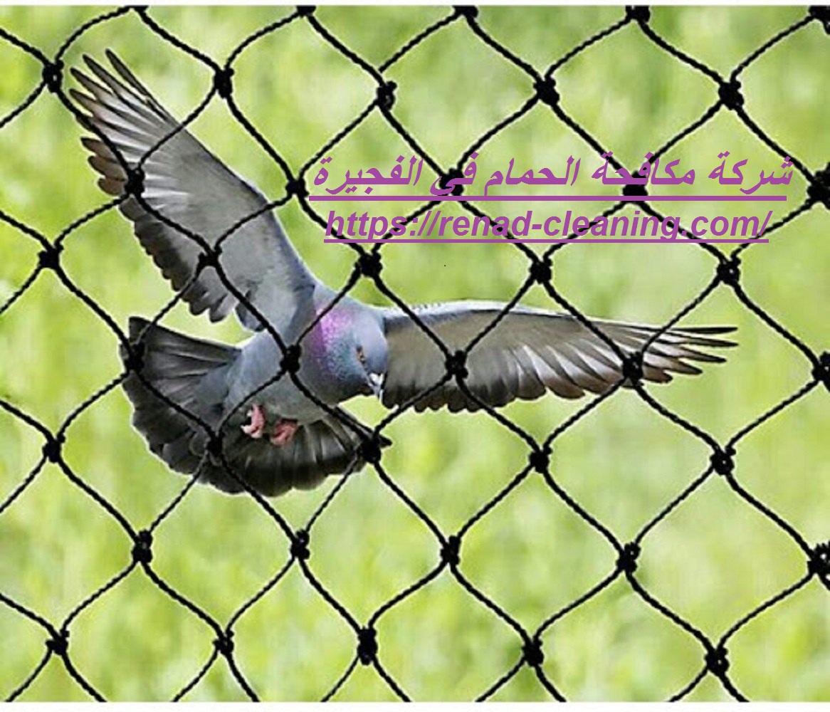 شركة مكافحة الحمام في الشارقة 
