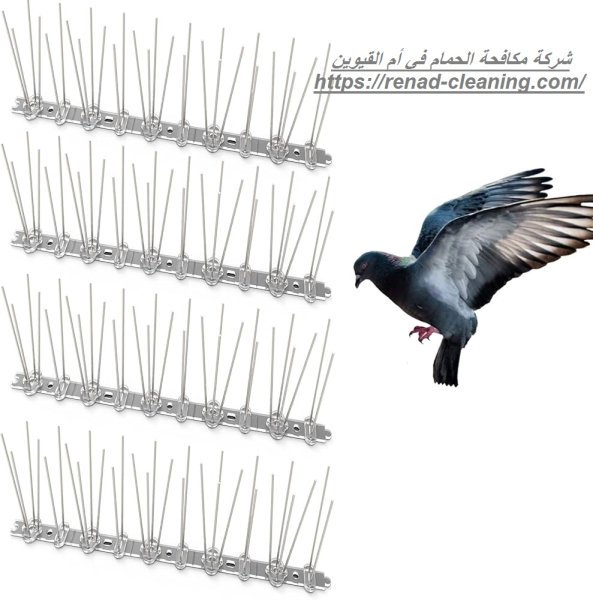 شركة مكافحة الحمام في أم القيوين