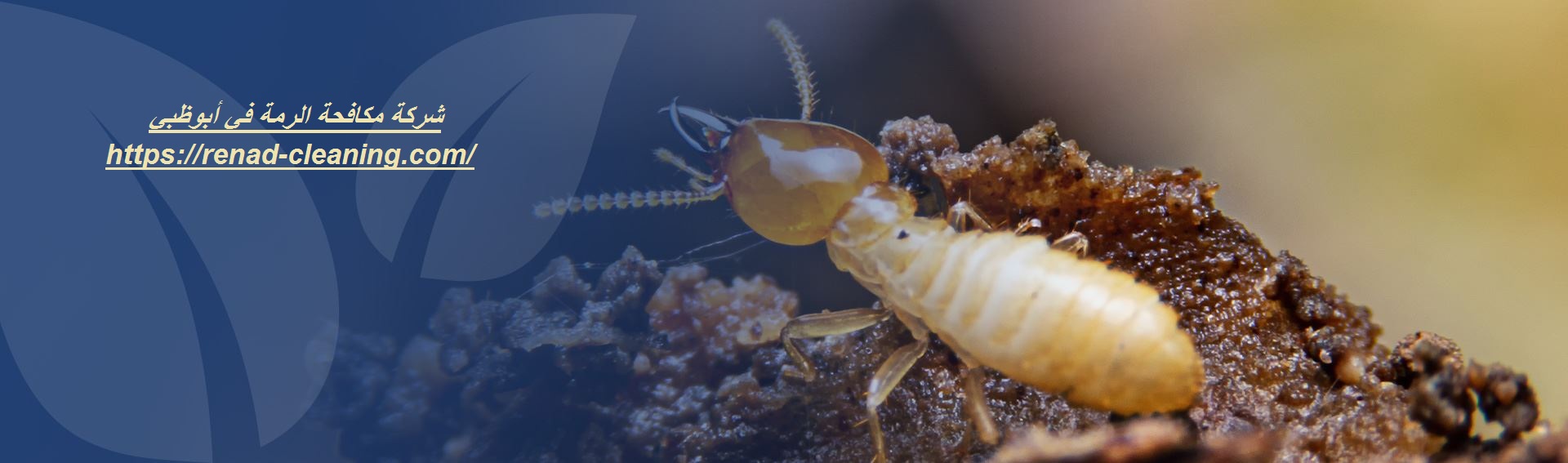 شركة مكافحة الرمة في أبوظبي