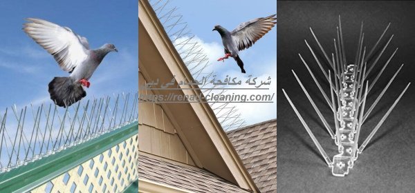 شركة مكافحة الحمام في دبي