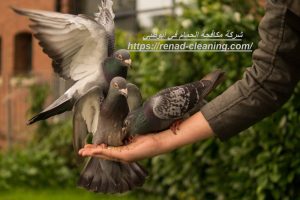 شركة مكافحة الحمام في أبوظبي