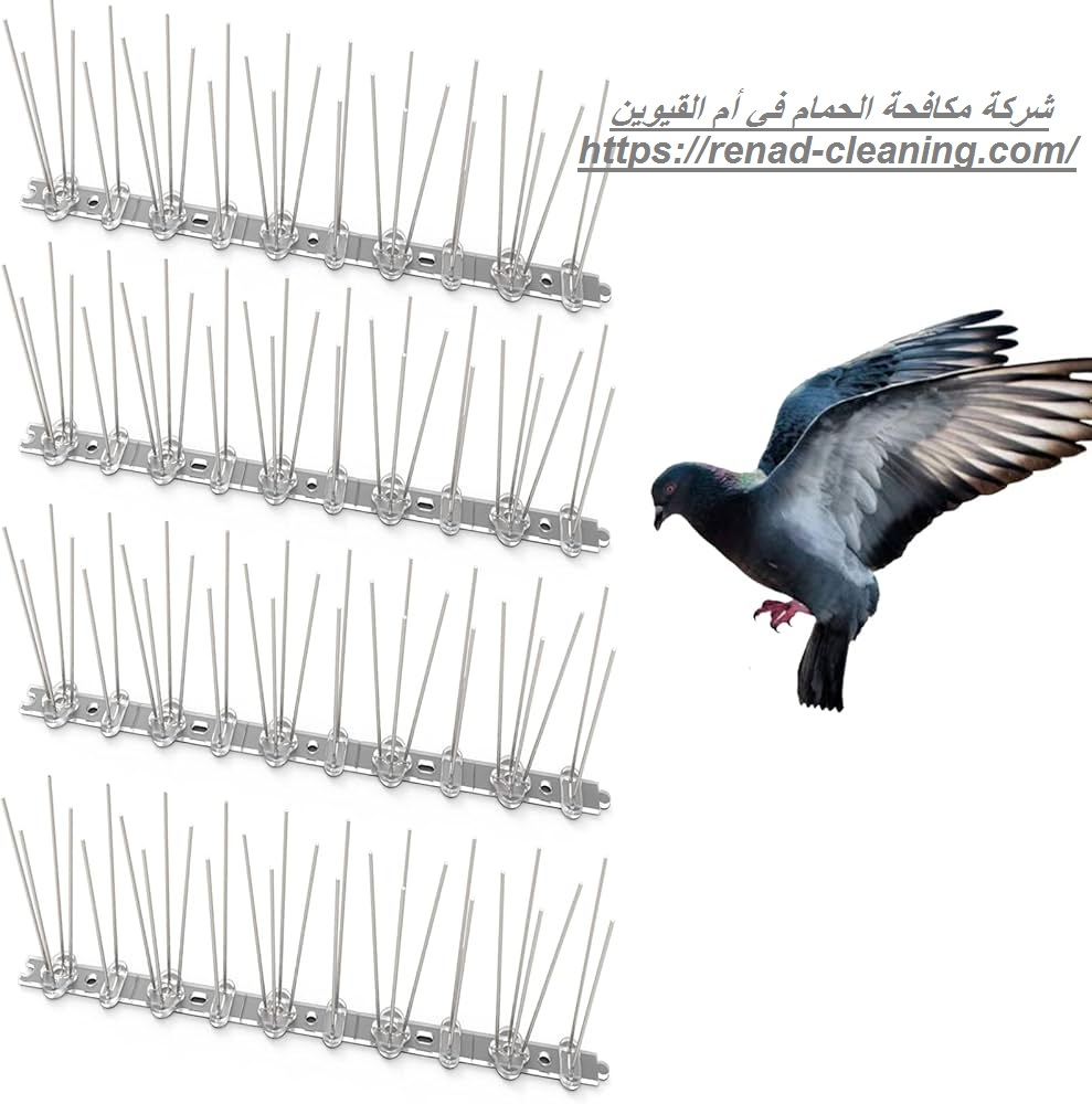 شركة مكافحة الحمام في أم القيوين