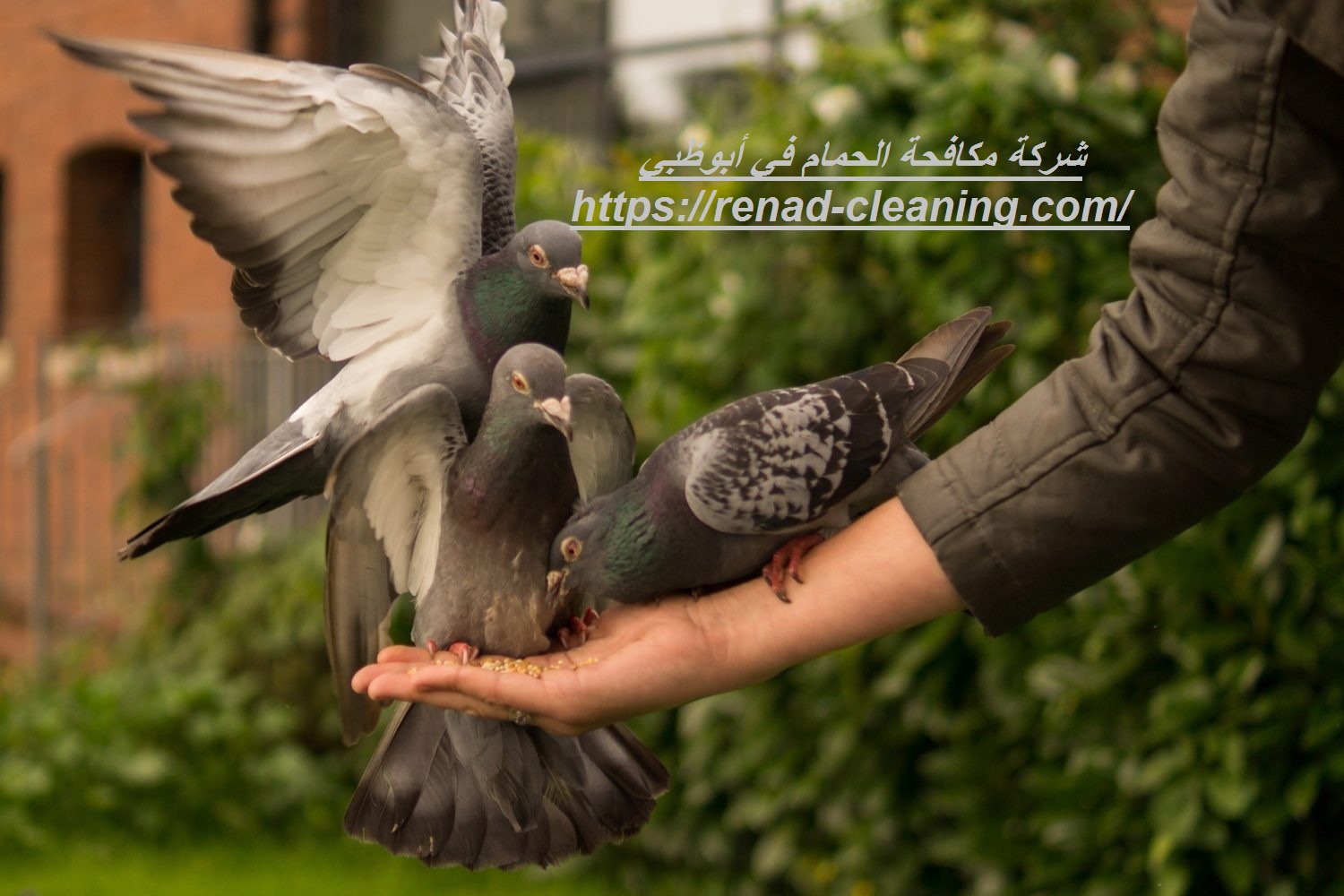 شركة مكافحة الحمام في أبوظبي