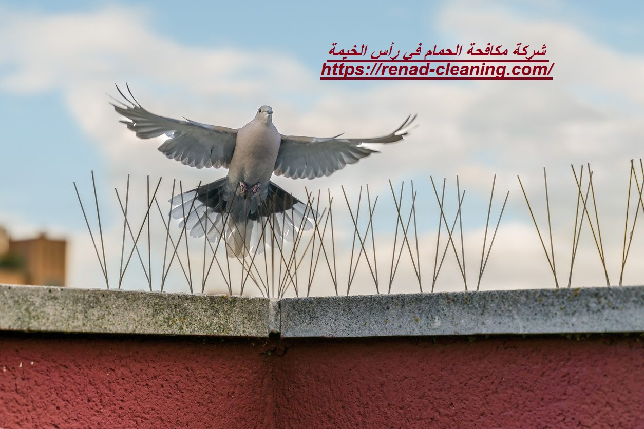 شركة مكافحة الحمام في رأس الخيمة 