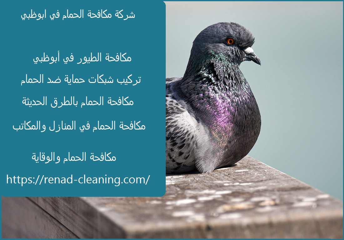 شركة مكافحة الحمام في ابوظبي