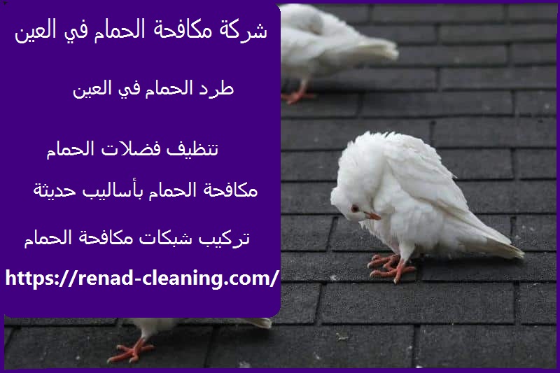 مكافحة الحمام في العين