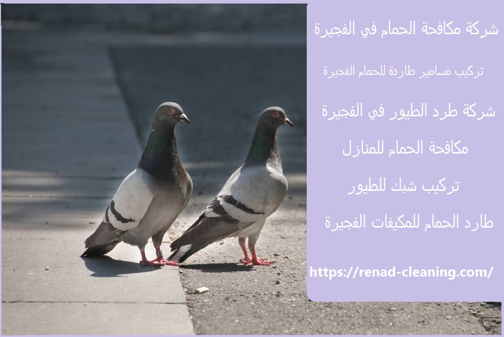 مكافحة الحمام الفجيرة