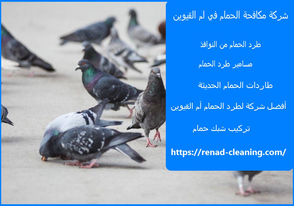 شركة مكافحة الحمام في ام القيوين