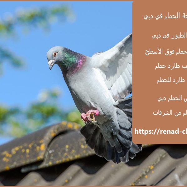 شركة مكافحة حمام فى دبى