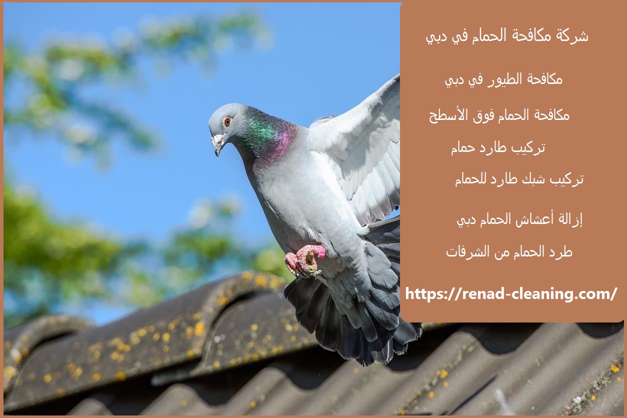 شركة مكافحة حمام فى دبى