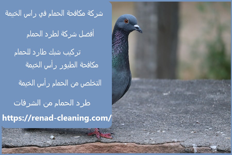 شركة مكافحة حمام فى راس الخيمة