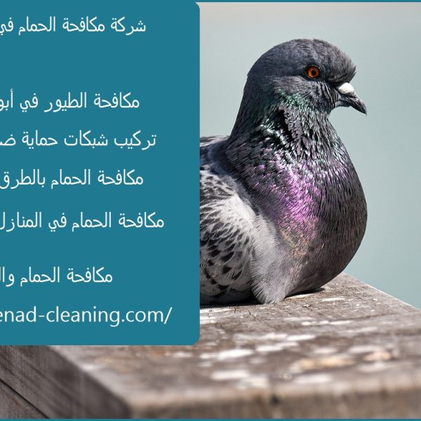 شركة مكافحة الحمام في ابوظبي