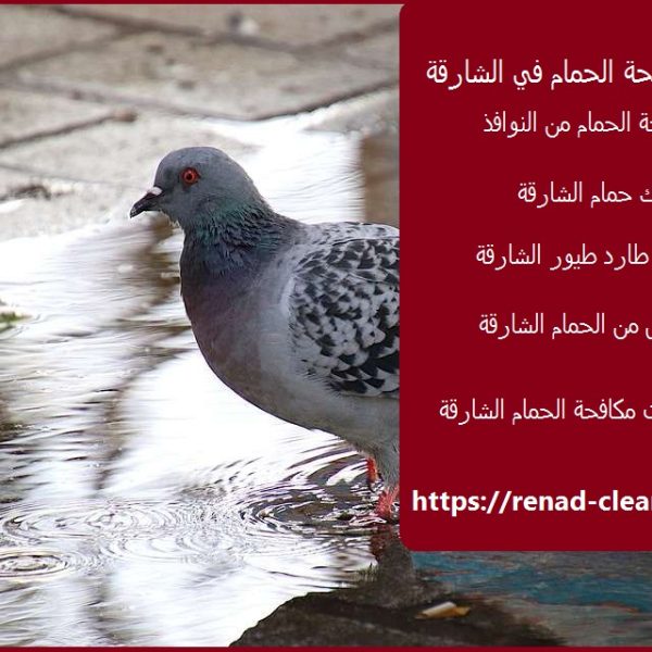 مكافحة الحمام فى الشارقة