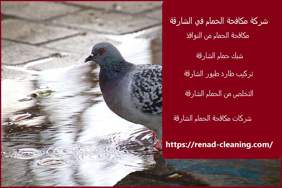 مكافحة الحمام فى الشارقة