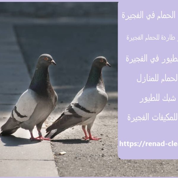 مكافحة الحمام الفجيرة