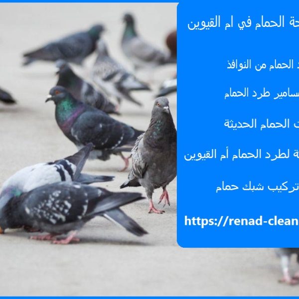 شركة مكافحة الحمام في ام القيوين
